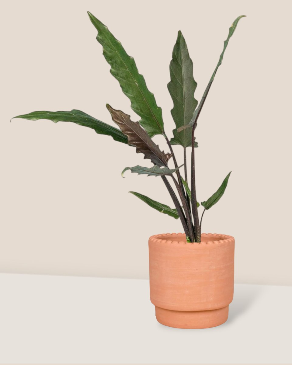 Purple Sword Plant - plastic pot - Just plant - Tumbleweed Plants - Online Plant Delivery Singapore