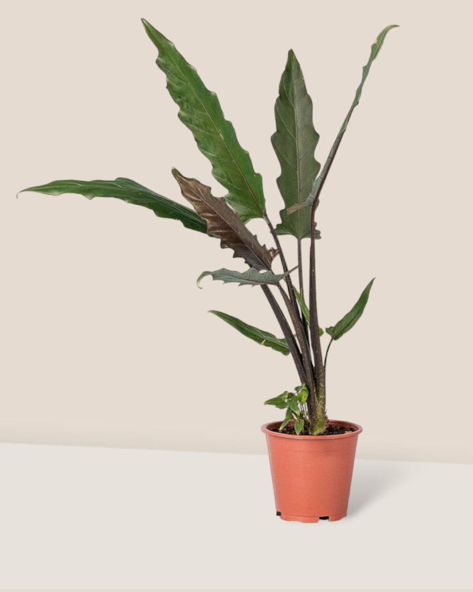 Purple Sword Plant - plastic pot - Just plant - Tumbleweed Plants - Online Plant Delivery Singapore