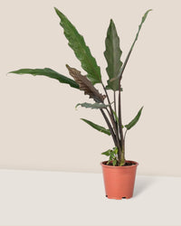 Purple Sword Plant - plastic pot - Just plant - Tumbleweed Plants - Online Plant Delivery Singapore