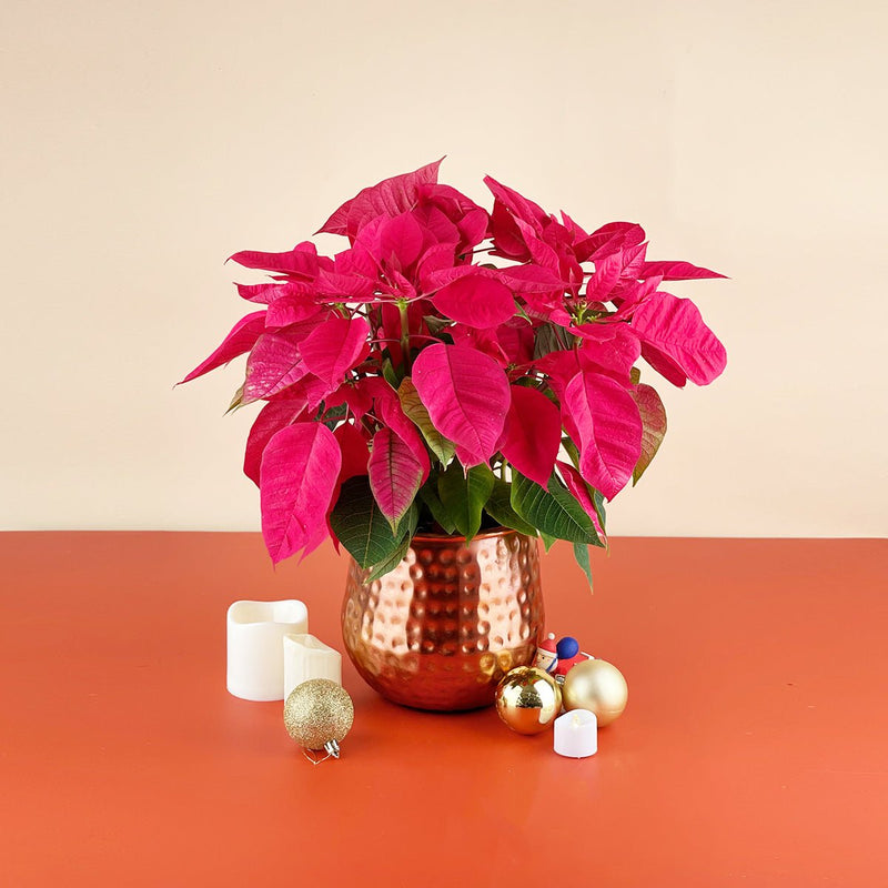Red Poinsettia - garath planter - Potted plant - Tumbleweed Plants - Online Plant Delivery Singapore