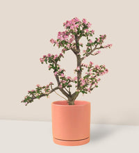 Repotting Service - for Medium (M) - Add Ons - Tumbleweed Plants - Online Plant Delivery Singapore