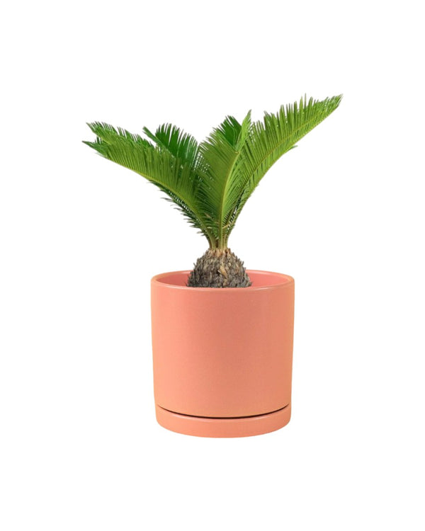 Sago Palm - 45 cm paired with loreto planters - large/apricot