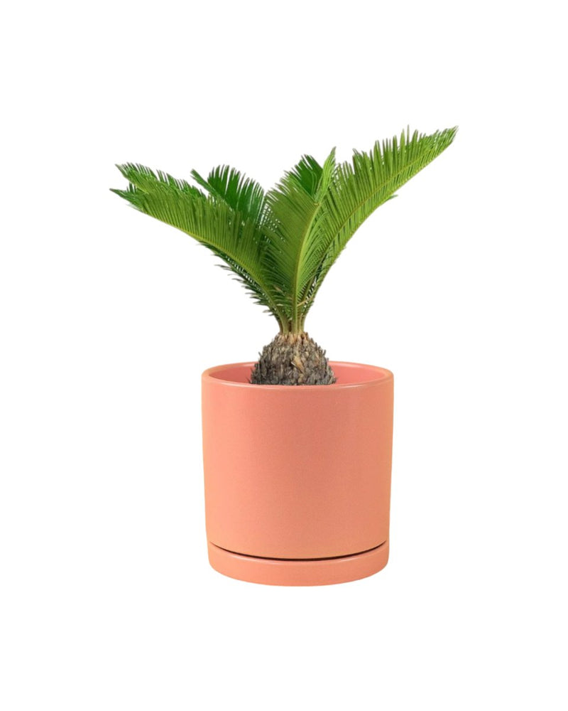 Sago Palm - 45 cm paired with loreto planters - large/apricot