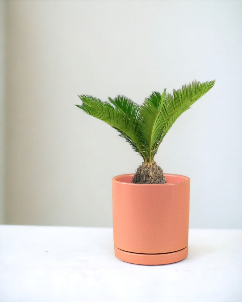 Sago Palm - 45 cm paired with loreto planters - large/apricot