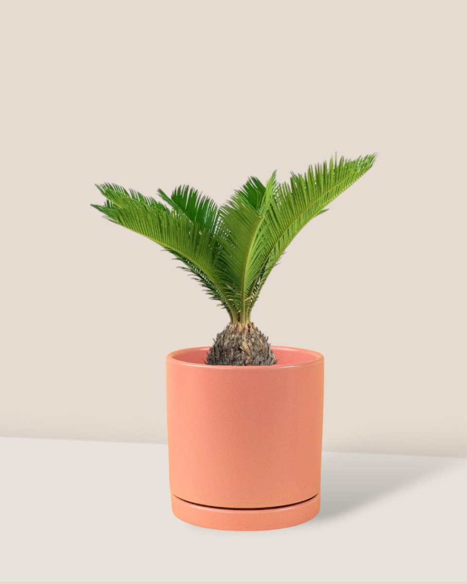 Sago Palm - 45 cm paired with loreto planters - large/apricot