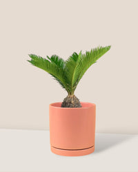 Sago Palm - 45 cm paired with loreto planters - large/apricot