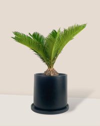 Sago Palm - 45 cm paired with brindle pot - large/black