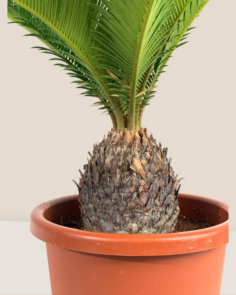 Sago Palm - 45 cm