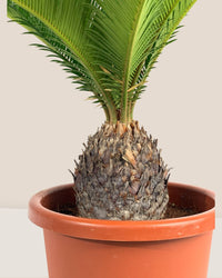 Sago Palm - 45 cm