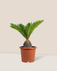 Sago Palm - 45 cm paired with grow pot