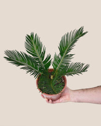 Sago Palm - 45 cm paired with grow pot