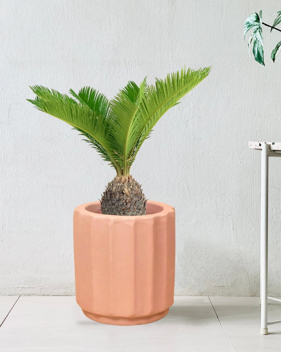 Sago Palm - 60 cm - roman planter - almond - Just plant - Tumbleweed Plants - Online Plant Delivery Singapore