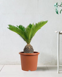 Sago Palm - 60 cm - grow pot - Just plant - Tumbleweed Plants - Online Plant Delivery Singapore