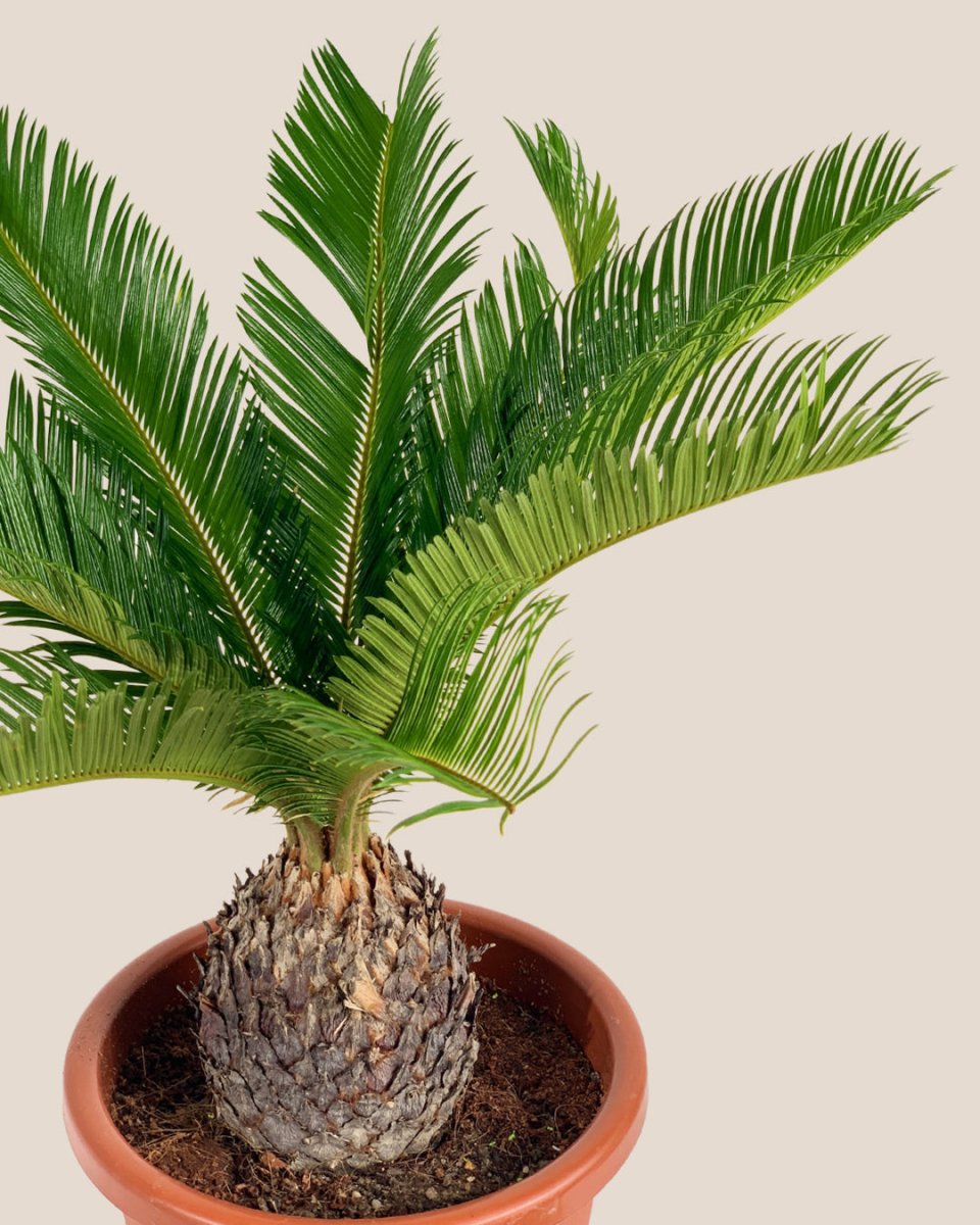 Sago Palm - 60 cm - grow pot - Just plant - Tumbleweed Plants - Online Plant Delivery Singapore
