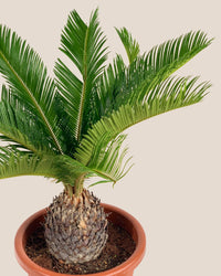 Sago Palm - 60 cm - grow pot - Just plant - Tumbleweed Plants - Online Plant Delivery Singapore