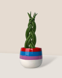 Sansevieria Skyline Twist paired with poppy planter - rapunzel