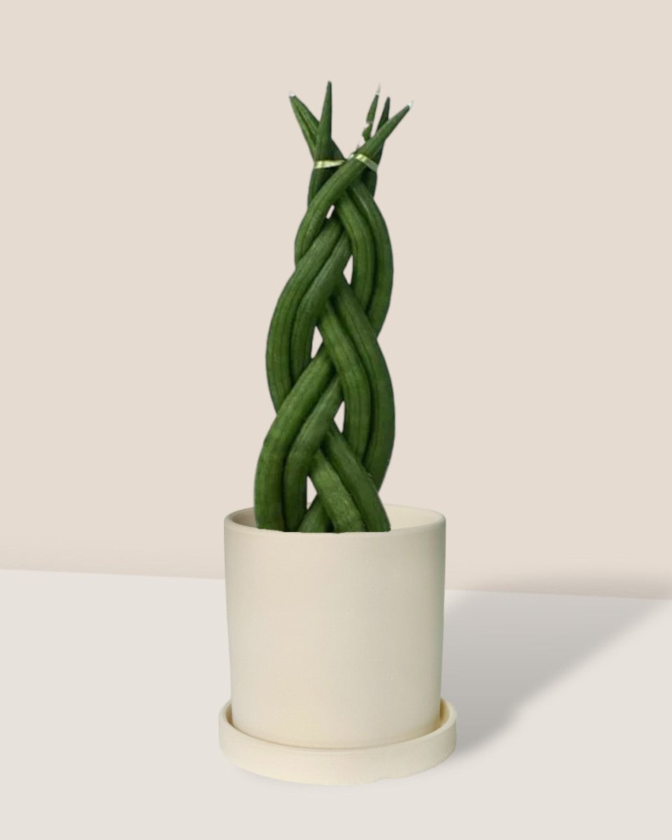Sansevieria Skyline Twist paired with white flour planter - cylinder