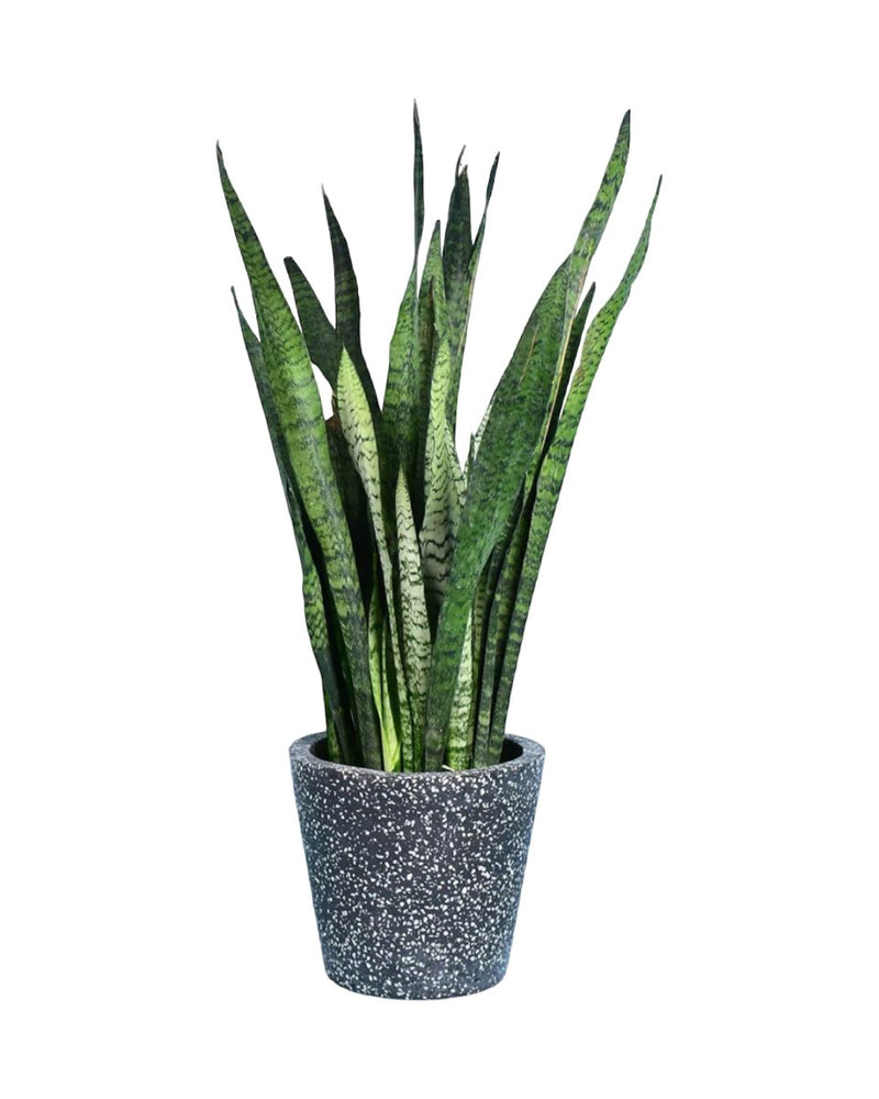 Sansevieria Zeylanica paired with roman planter - forest green