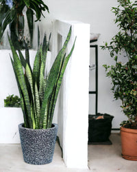 Sansevieria Zeylanica paired with black terrazzo pot