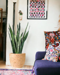 Sansevieria Zeylanica paired with egg pot - pink