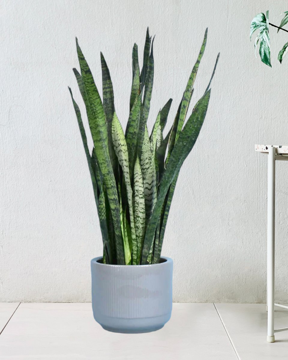 Sansevieria Zeylanica paired with morandi pot