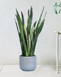 Sansevieria Zeylanica paired with morandi pot