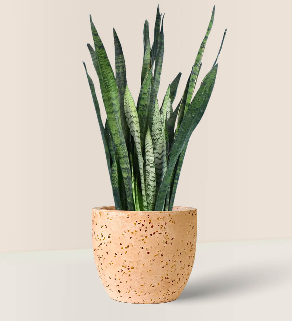 Sansevieria Zeylanica paired with egg pot - pink