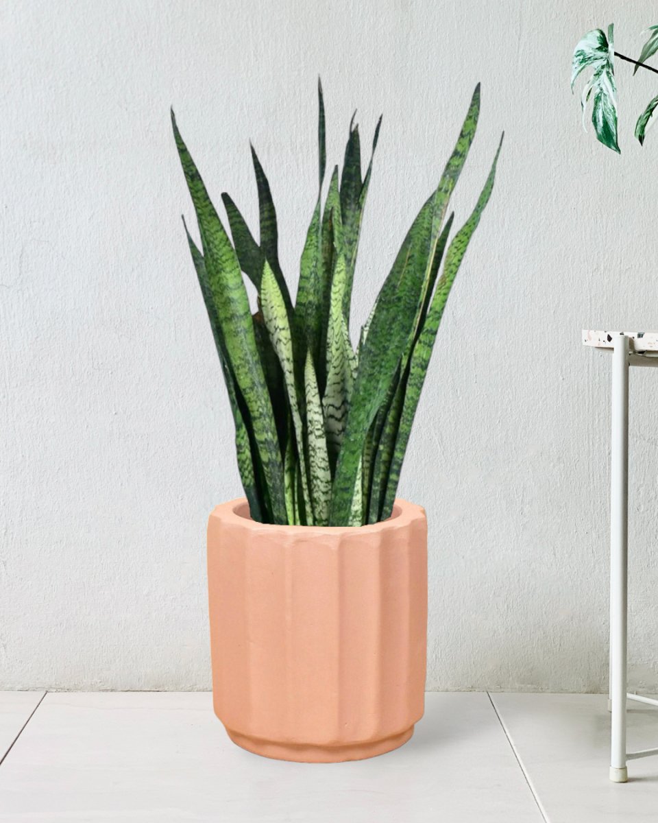 Sansevieria Zeylanica paired with roman planter - almond