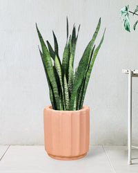 Sansevieria Zeylanica paired with roman planter - almond