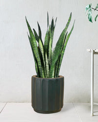 Sansevieria Zeylanica paired with roman planter - forest green