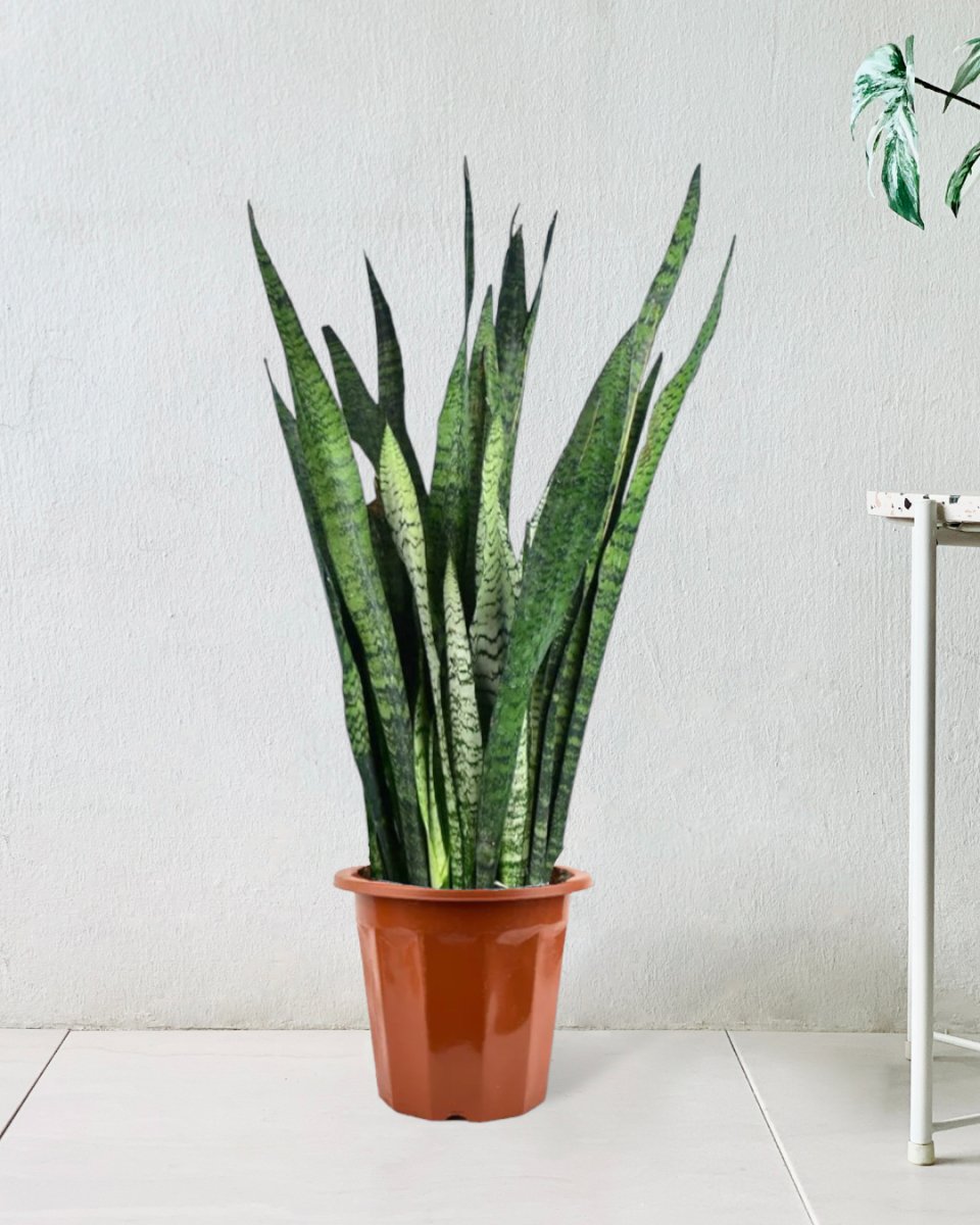 Sansevieria Zeylanica in a grow pot