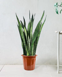Sansevieria Zeylanica in a grow pot