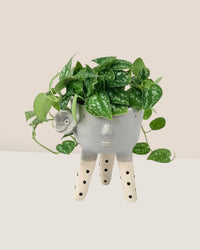 Satin Pothos - misifit tripods - grey - Potted plant - Tumbleweed Plants - Online Plant Delivery Singapore