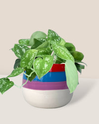 Satin Pothos - poppy color planters - rapunzel - Potted plant - Tumbleweed Plants - Online Plant Delivery Singapore