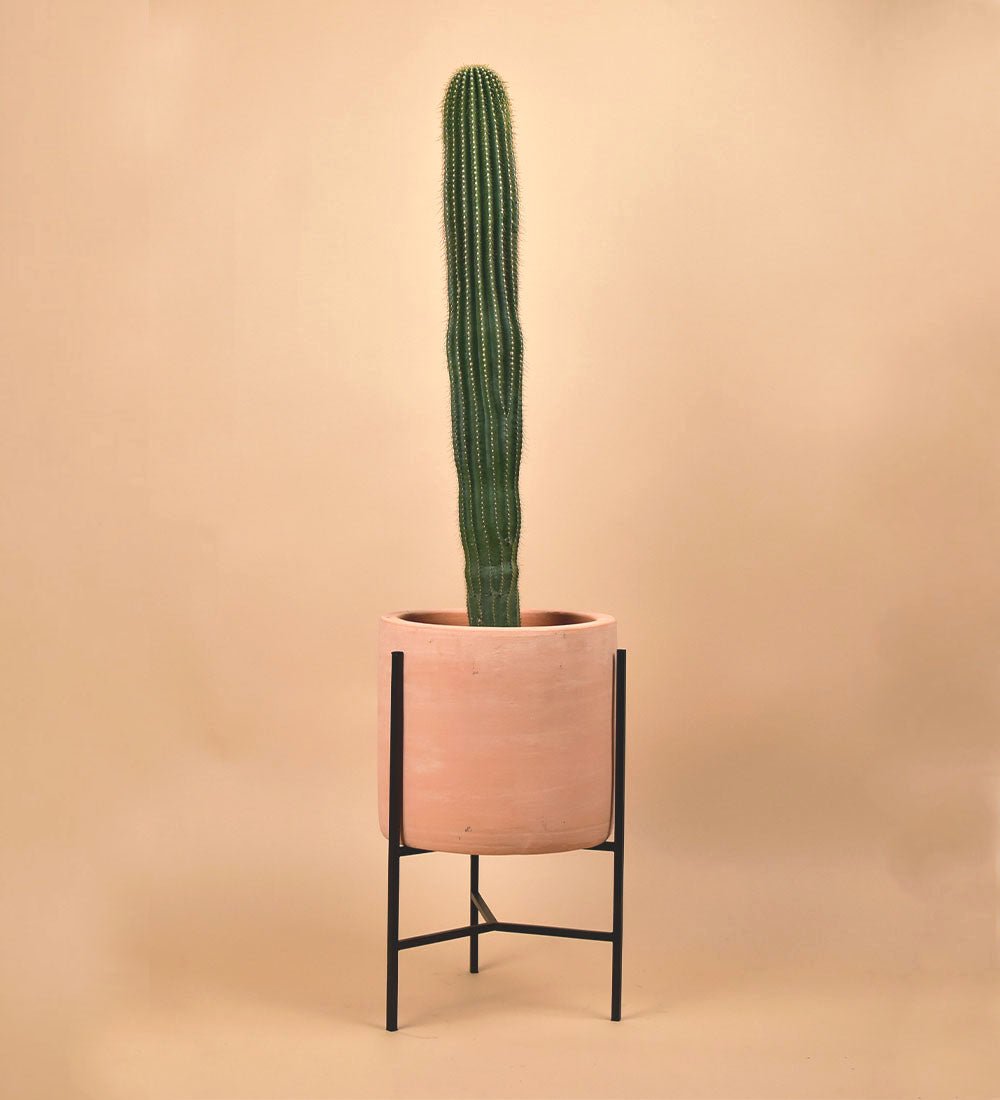 Sedona Stand