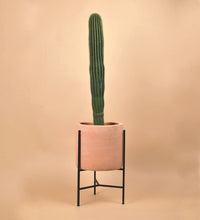 Sedona Stand