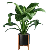 Sensation Peace Lily