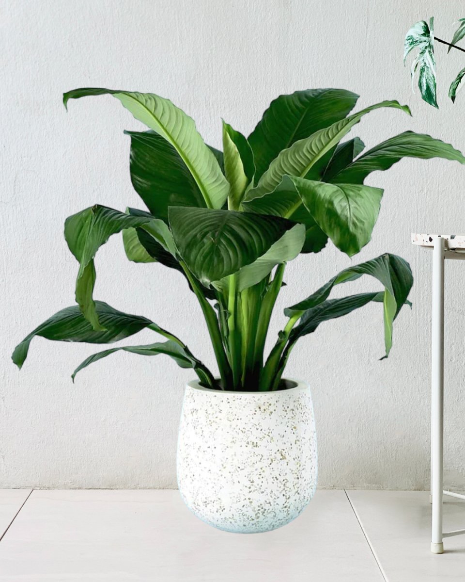 Sensation Peace Lily paired in little tulip pots - white