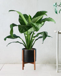 Sensation Peace Lily paired with mid century plant stand - black/large