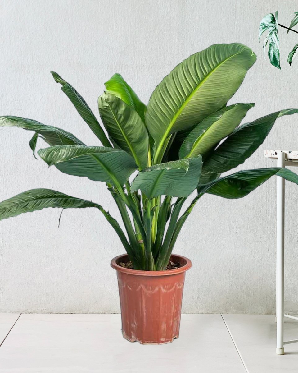 Sensation Peace Lily in a grow pot
