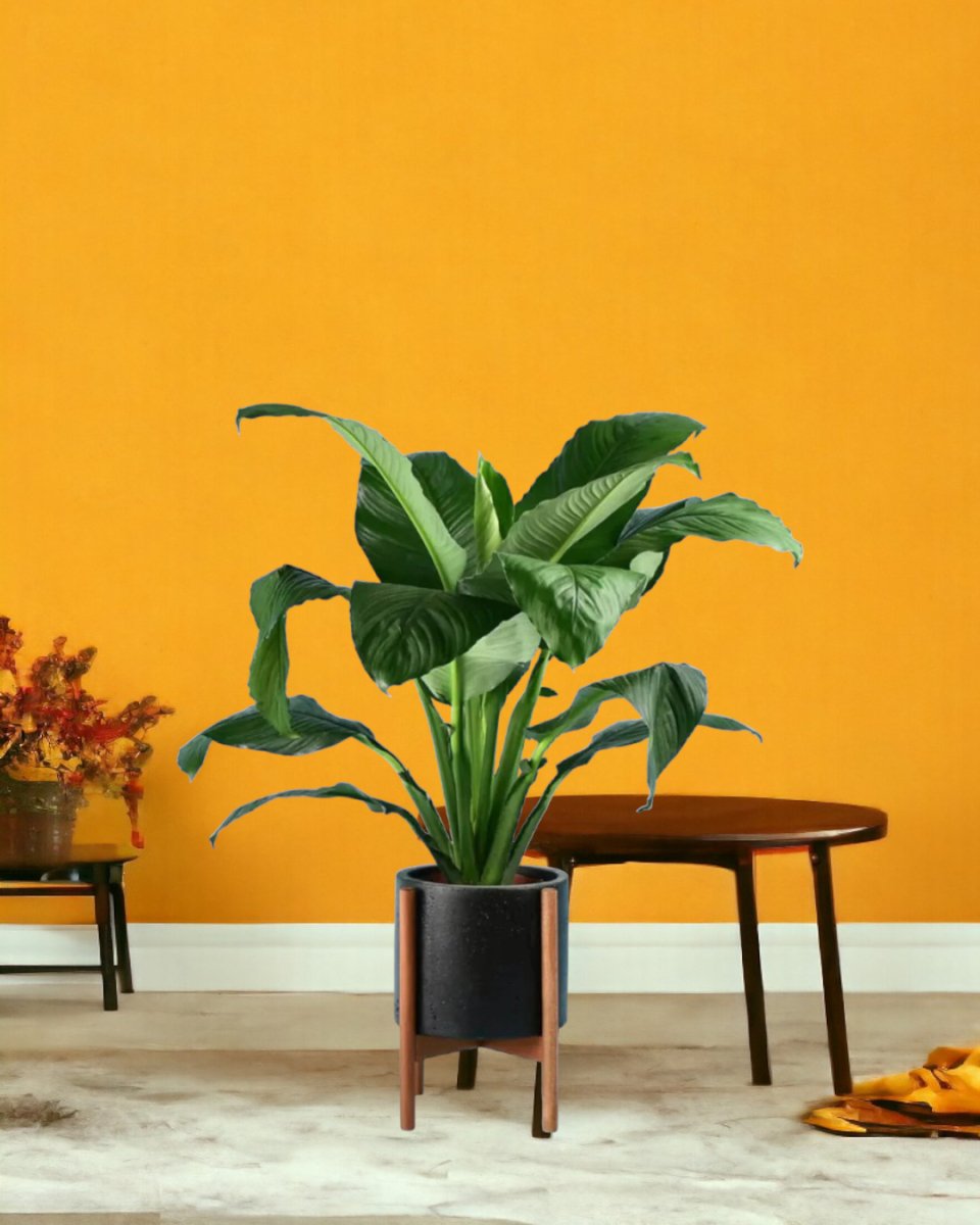 Sensation Peace Lily paired with mid century plant stand - black/large