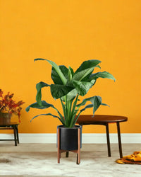Sensation Peace Lily paired with mid century plant stand - black/large