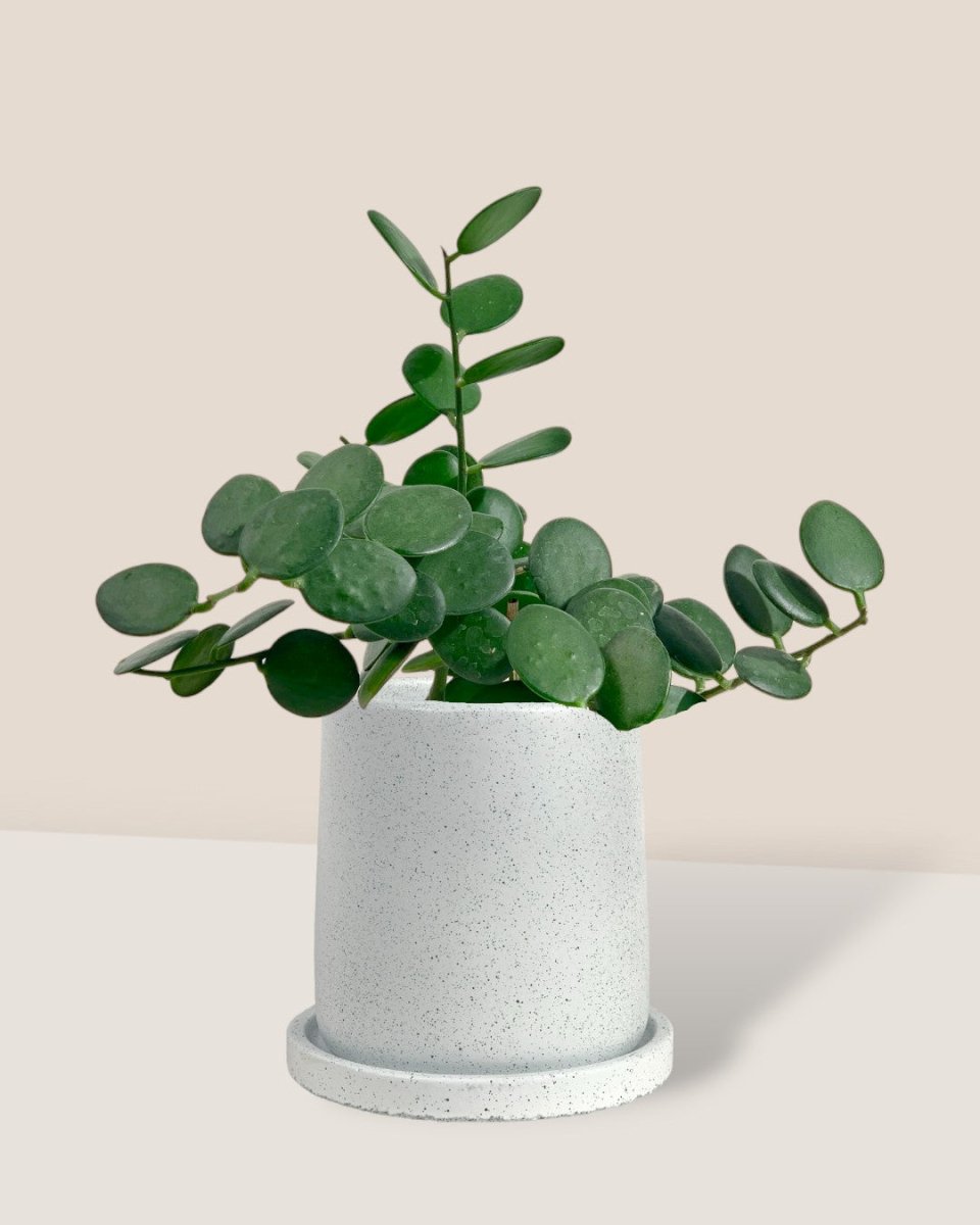 Silver Dollar Vine - brindle pot - standard/white - Potted plant - Tumbleweed Plants - Online Plant Delivery Singapore