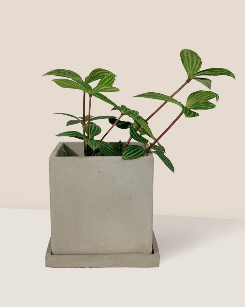 Smoffy Cement Planter - square - Pots - Tumbleweed Plants - Online Plant Delivery Singapore