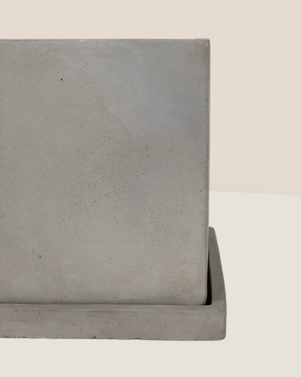Smoffy Cement Planter - square - Pots - Tumbleweed Plants - Online Plant Delivery Singapore