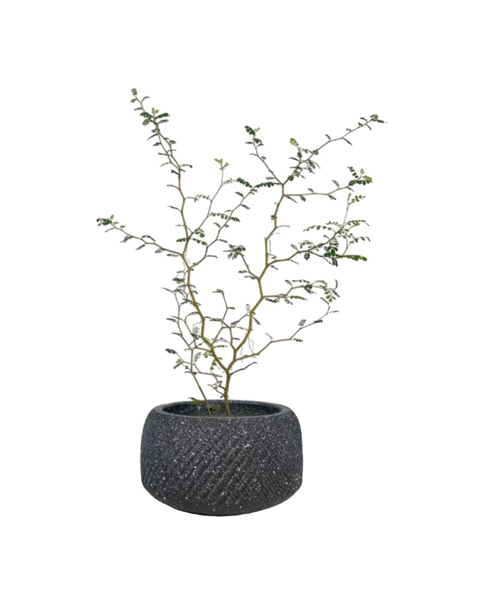 Sophora Prostrata 'Little Baby' - grow pot - Potted plant - Tumbleweed Plants - Online Plant Delivery Singapore