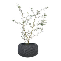 Sophora Prostrata 'Little Baby'