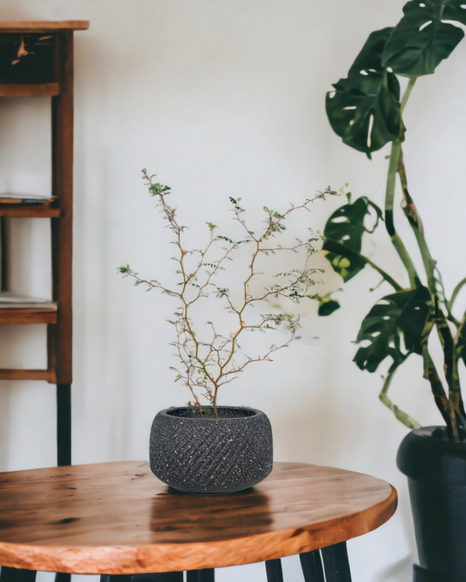 Sophora Prostrata 'Little Baby' - grow pot - Potted plant - Tumbleweed Plants - Online Plant Delivery Singapore