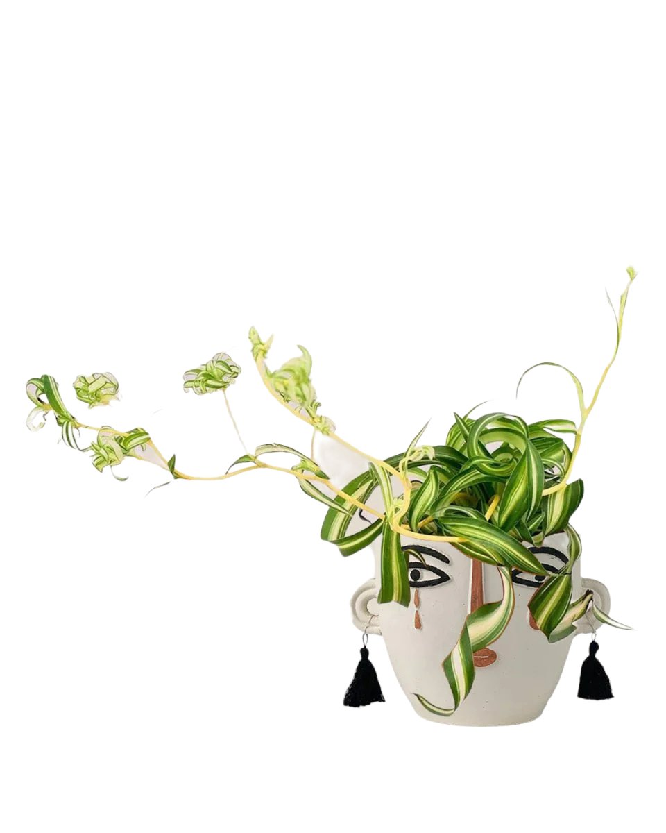 spider plant singapore Spider Plant Bonnie