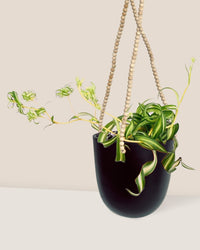 Spider Plant 'Bonnie' - ungasan planter - dusk - Just plant - Tumbleweed Plants - Online Plant Delivery Singapore